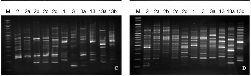 using RAPD patterns using RAPD primer 6. M: marker, 2-2d: A. baumannii (genospecies 2) subtype 2, subtype 2a, subtype 2b, subtype 2c, subtype 2d, respectively, 1: A.