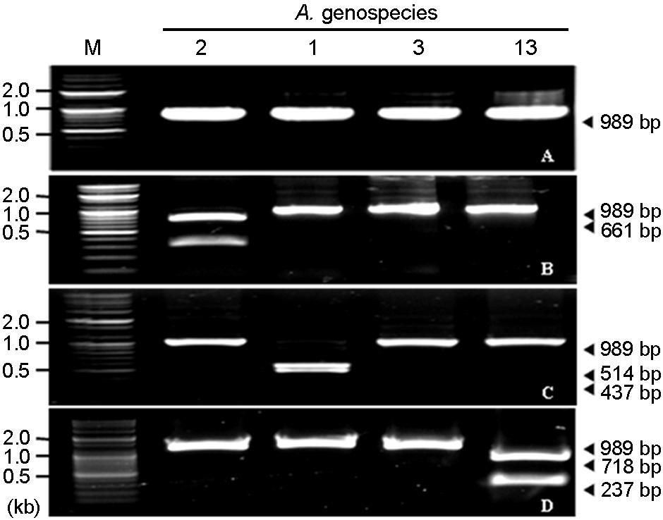 물학적방법으로 RFLP를실시하였다. 먼저 RFLP에이용한유전자인 16S-23S rrna intergenic spacer 유전자가 A. calcoaceticus-a. baumannii complex에특이적으로증폭되는지를알아보기위해, A.