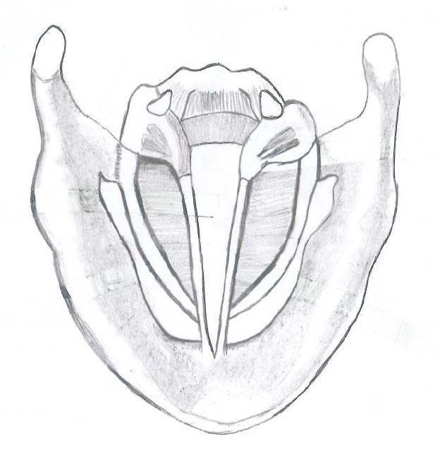 뒤쪽 Superior horn of the The thyroid Cricoid Cartilage cartilage Corniculate Cartilage c C Glottis Arytenoid