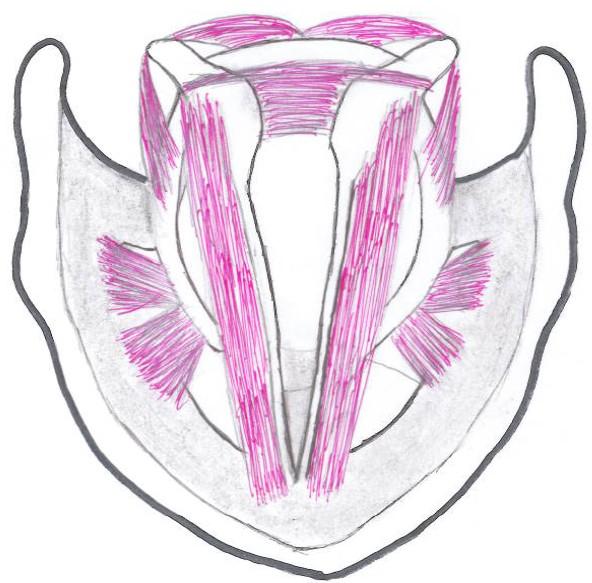 Arytenoid Cartilage Muscular process Vocal process Cricoid Cartilage Posterior cricoarytenoid muscle Lateral cricoarytenoid muscle Transverse and oblique