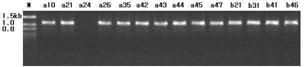 부산수영하수처리장에서분리된 ESBL 유형 41 1.5 kb 1.0 0.8 M a10 a21 a24 a26 a35 a42 a43 a44 a45 a47 b21 b31 b41 b46 Fig. 1. TEM-type of parental strains. Each lane shown the TEM-type of ESBL products produced by PCR.