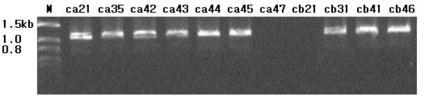 42 Gun-Do Kim and Hun-Ku Lee M ca21 ca35 ca42 ca43 ca44 ca45 ca47 cb21 cb31 cb41 cb46 1.5 kb 1.0 0.8 Fig. 2. PCR products of transconjugant TEM-type.