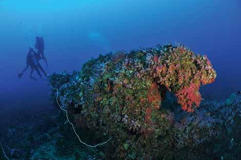 다양한어종과산호들로이루어져있어산호섬이라불리며, 웅장한느낌과함께환상적인산호들의아름다움을구경할수있다.