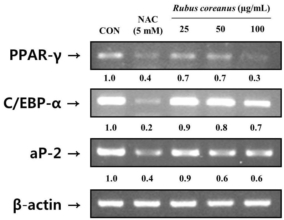 국내산림자원 5 종의항비만및항산화활성 527 Fig. 4. mrna expressions of adipogenic transcription factors in Rubus coreanus-treated 3T3-L1 adipocyte.