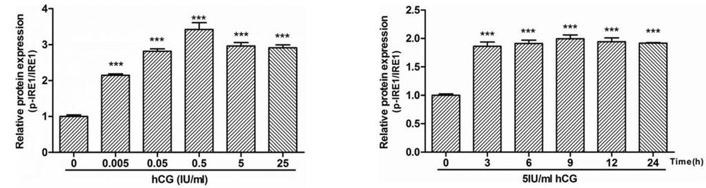 mltc-1 cells were incubated with dose dependent manner of hcg for 12 hr (A). mltc-1 cells were incubated with 5 IU/ml hcg for different incubation times (B).
