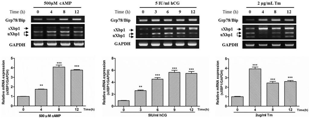 1044 생명과학회지 2014, Vol. 24. No. 10 A B C 2 μg/ml Tm Fig. 4. hcg and its Second messenger camp induces ER stress via IRE1/XBP1 pathway in mltc-1 cells.