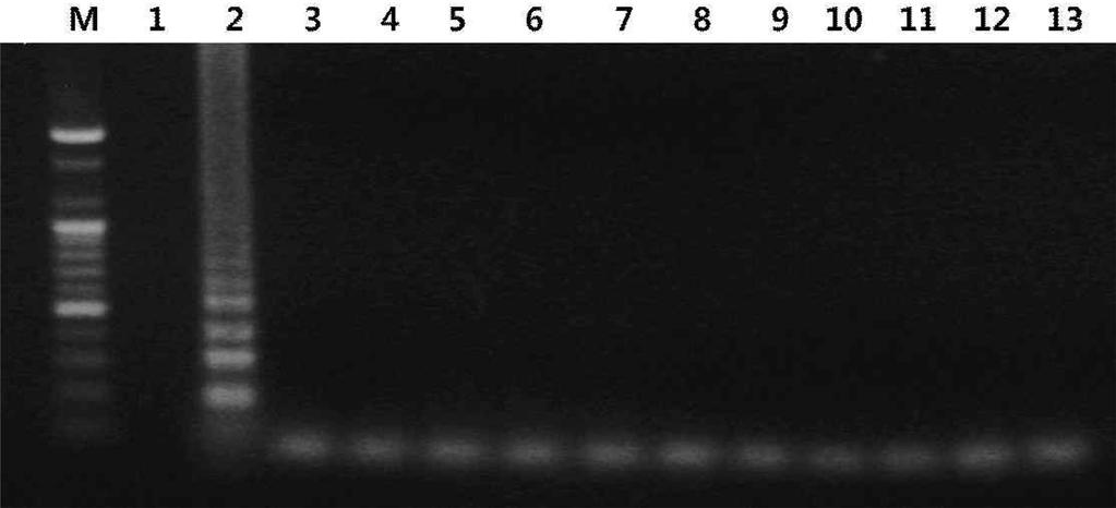 sakazakii LAMP product with NruI restriction enzyme. 다 (Table 2). PCR 반응은 94 o C에서 5분간 DNA를변성시킨후 94 o C에서 30초, 57 o C에서 30초, 72 o C에서 30초를 1 cycle로하여총 35 cycle로반응시킨후 72 o C에서 5분간더진행시켰다.