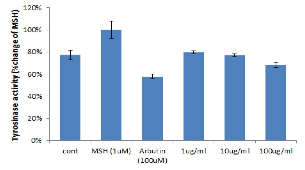 차전초뿌리추출물이항산화활성및피부미백작용에미치는영향 203 Fig. 6. Effect of Plantago asiatica L. Root extract on L-dopa induced tyrosinase activity in MSH-stimulated in B16 F10 melanoma cells.