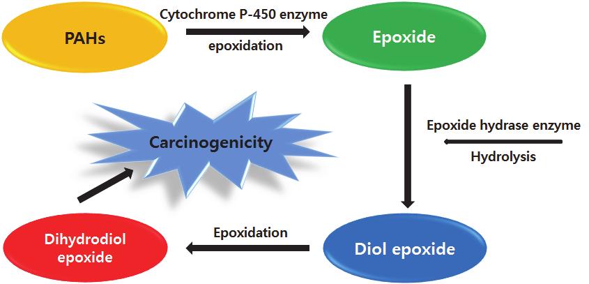 Fig.1. The major metabolic pathway of PAHs leading to the ultimate carcinogen PAHs는기관지점액층을지나폐를통해흡수된다.