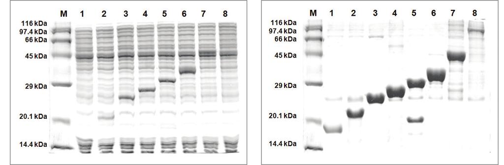 coli 무세포발현및 Ni-affinity 정제실험에사용되는모든구성품을포함하고있으며, 반응당정제된목적단백질을 100 μl 내외로회수할수있습니다. Figure 1. SDS-PAGE data of various proteins synthesized from various templates.