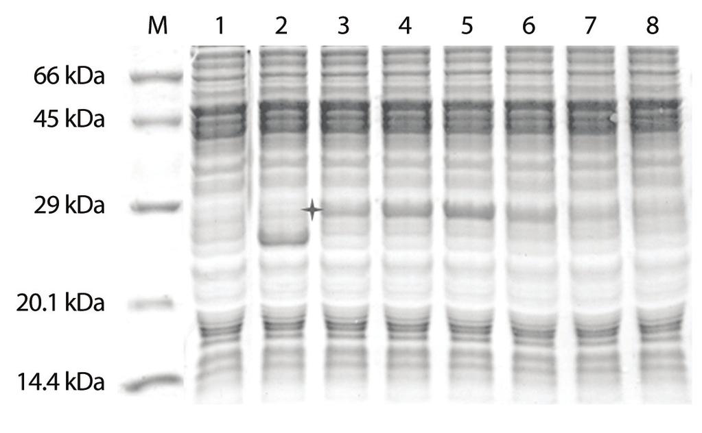 AccuRapid Cell-Free Protein Expression Kit 3. Template DNA 의최적 DNA 농도 screening Figure 3. Determination of the optimal amount of template DNA for the expression of pbivt-gfp.