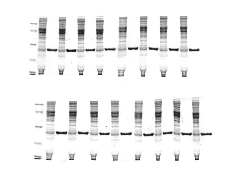 ExiProgen EC Protein Synthesis Kit 한번에다종의단백질들의합성여부를보려고할때 Experimental Data <Detection of color> <Detection of fluorescence> sfgfp RFP AcGFP sfgfp RFP AcGFP Description 본 kit 는 ExiProgen TM