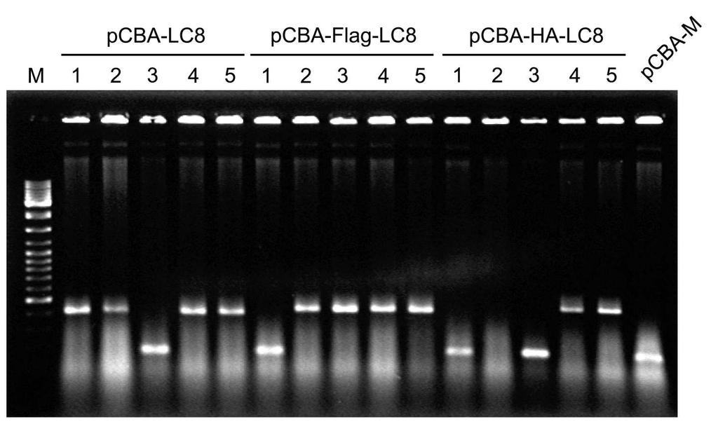그림 5. Map of pcba-m vector 제작된 LC8 발현벡터를각각 pcba-lc8, pcba-flag-lc8, pcba-ha-lc8 이라명명하고, colony PCR (primer set: CBA-F & CBA-R, 표 3 참조 ) 를통해 LC8 유전자의클론닝여부를확인하였다 ( 그림 6)