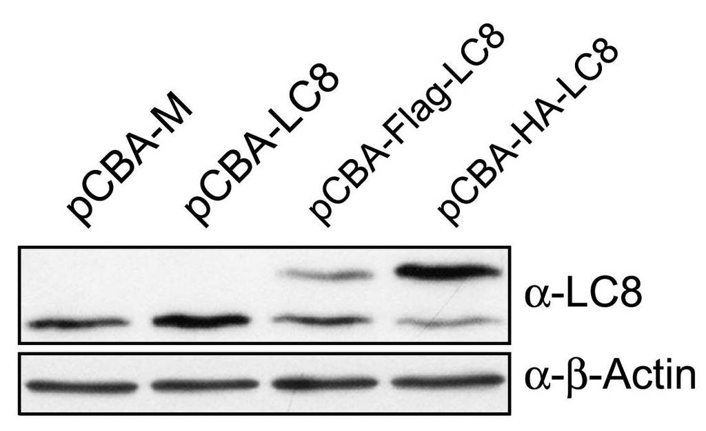항체를사용한 western blot으로 LC8의발현정도를확인하였다 ( 그림 8). 발현 level이가장높은 pcba-ha-lc8 발현벡터를 LC8 형질전환마우스제작에사용하였다. 그림 8. Expression of LC8, Flag-LC8 and HA-LC8 in HeLa cells 다.
