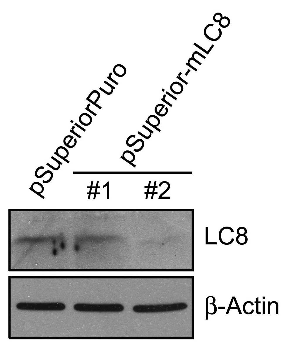 transfection 한후, LC8 항체로 western blot 을수행하였다. psuperior-mlc8-2 가효과적으로 LC8 을 knock-down 시킴을확인하였다 ( 그림 15)