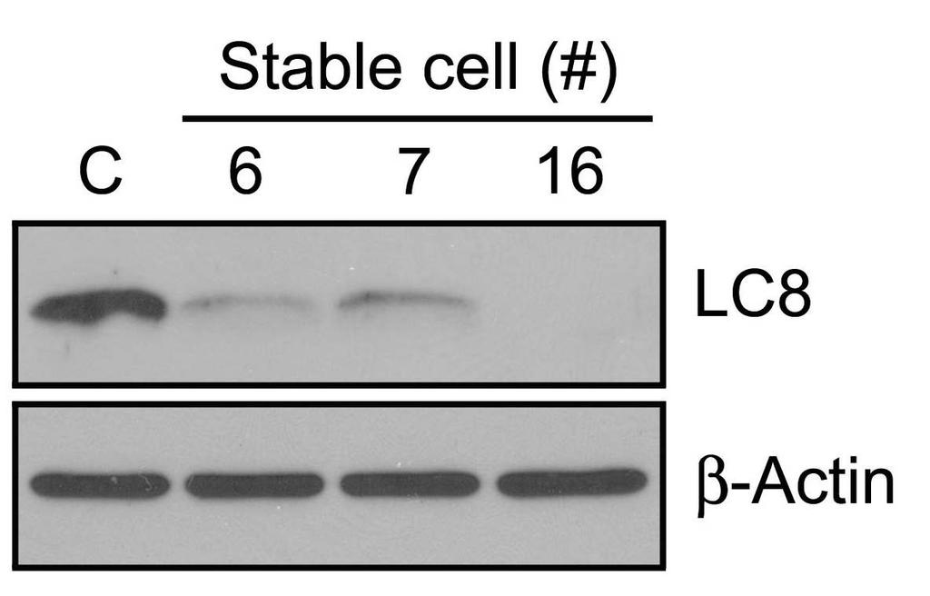 그림 17. Isolation of RAW264.7 cell lines expressing stably LC8 sirna [2 차년도 ] 가. LC8 이과발현된 RAW264.7 세포주제작 LC8 이과발현된 RAW264.