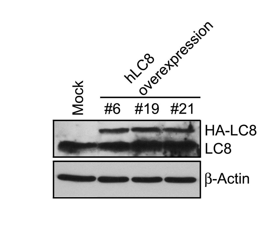 그림 21. Isolation of RAW264.7 cell lines expressing stably HA-tagged LC8 나. RAW264.7 세포주에서파골세포분화에대한 LC8 의억제효과 HA-LC8이과발현되는 RAW264.