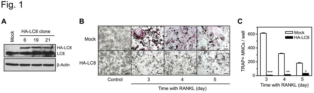 7 세포주에서 RANKL에의한파골세포분화가억제됨을확인하였다 ( 그림 22). 그림 22. Inhibition of RANKL-induced osteoclast differentiation of RAW 264.7 cells by LC8 overexpression. RAW264.