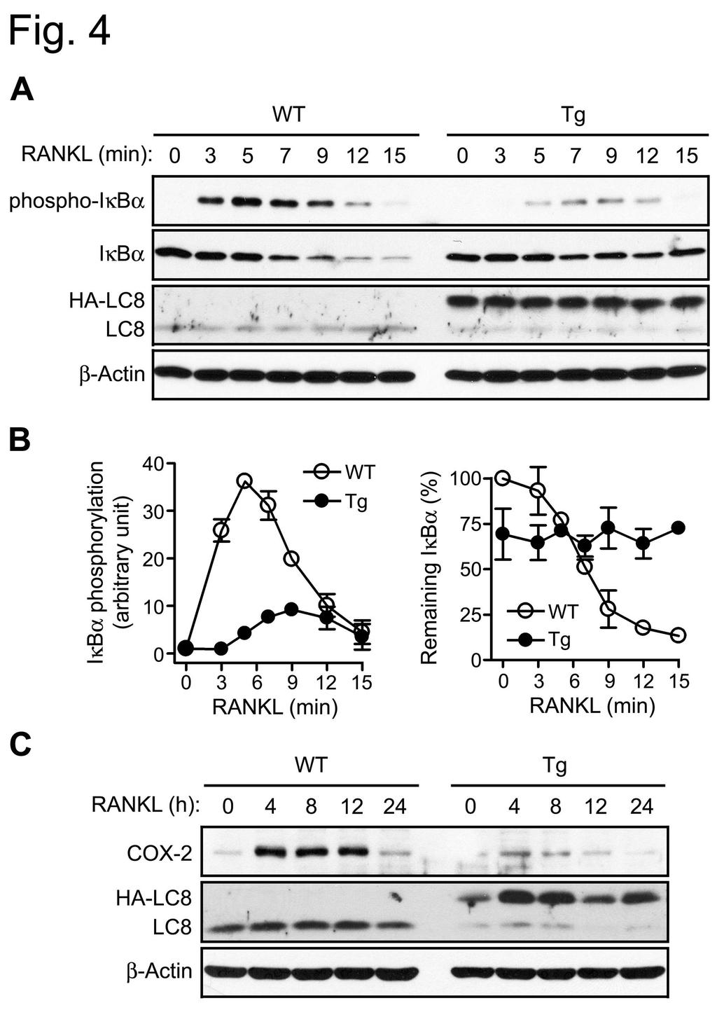 라. LC8 형질전환마우스로부터분리된골수세포의파골세포분화시 LC8 의 NF-κB 활성억제 NF-κB는파골세포분화에서중요한역할을하며, LC8은새로이밝혀진 NF-κB 억제인자이므로 LC8의파골세포분화억제는 NF-κB 활성억제를통해이루어졌을가능성이크다.