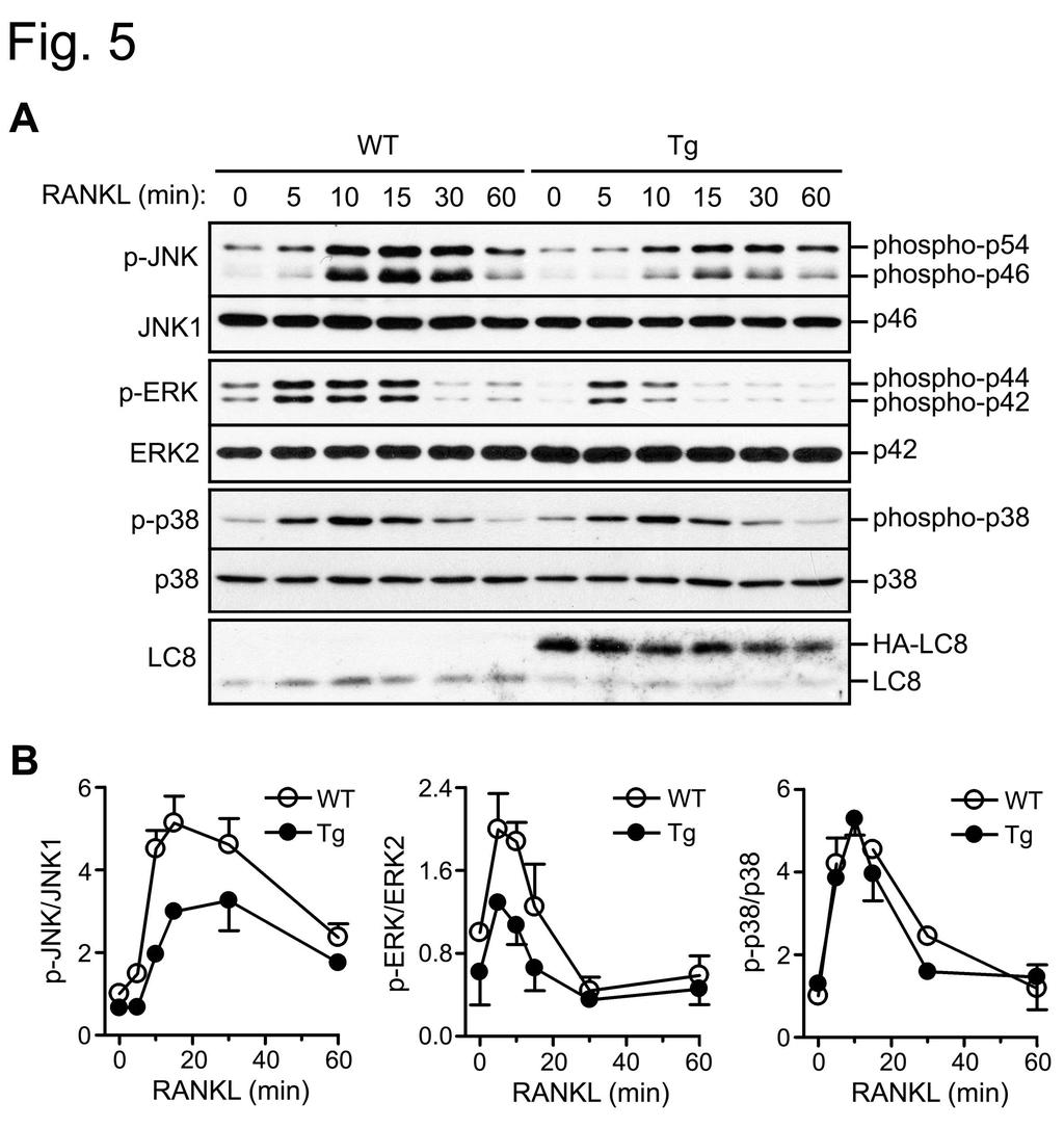 [3 차년도 ] 가. LC8 inhibits activation of JNK and ERK in BM M s stimulated by RA NKL RANKL은파골세포분화와관련된유전자의발현에중요한기능을하는것으로알려진 JNK, p38, ERK 등 mitogen activating protein kinases (MAPKs) 를활성화시킨다.