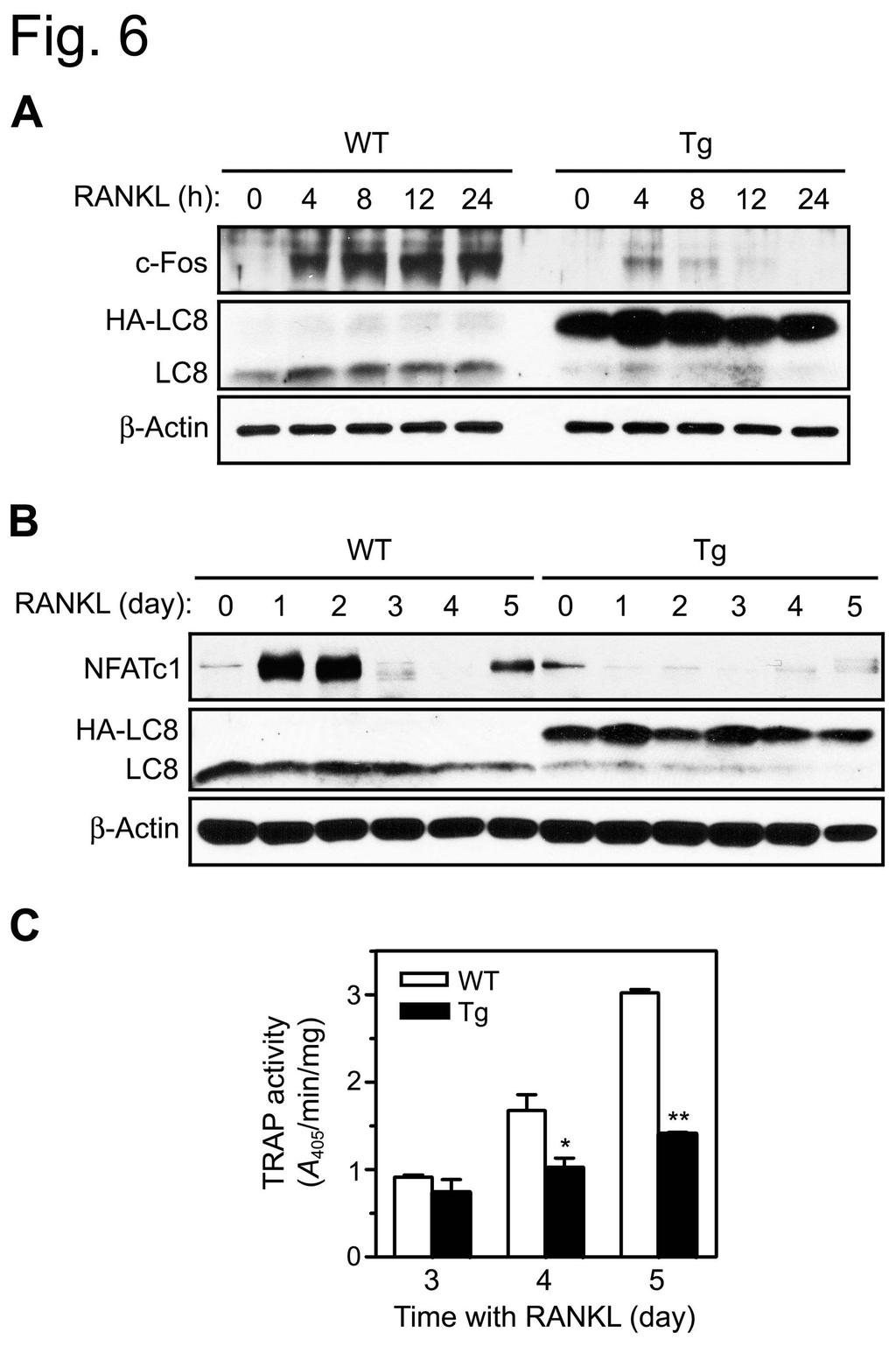 그림 26. Suppression of RANKL-induced expression of c-fos and NFATc-1 by LC8 overexpression. BMMs were incubated with M-CSF (20 ng/ml) and RANKL (100 ng/ml) for the indicated times.