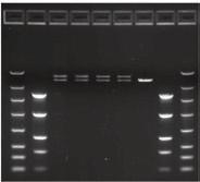 2% Cassette 스핀컬럼 정제와 FlashGel 회수 recovered 방법 비교 (그림 2) on a 1.2% Cassette. (Fig. 3A). PCR 단편의 cloning 적용 (그림 separated on.