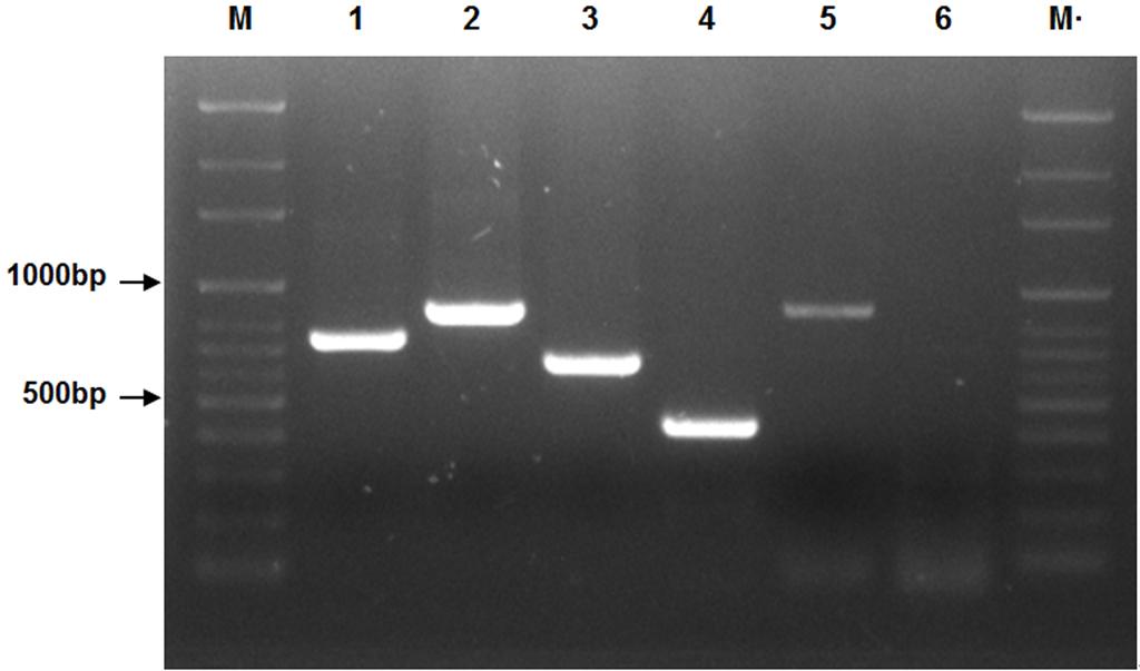 194 김상윤 상미경 원항연 전영아 류재환 송재경 Fig. 3. Growth promotion effects on cucumber, rice and tomato root after soaking seed into cell suspension (1 106 cfu/ml) of Bacillus sp. GH1-13. (p<0.05, n=9).