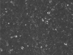 Polarized optical micrographs of liquid crystalline phase for (a) PC95 5 g/ethanol 5 ml, p.
