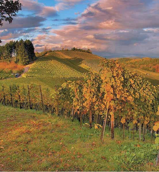 Vožnjo boste nadaljevali po najstarejšem območju znamenitega vina Chianti Classico, po toskanskih gričih, po prekrasni pokrajini, do vasice Radda in Chianti. Ogled in nekaj prostega časa za sprehod.