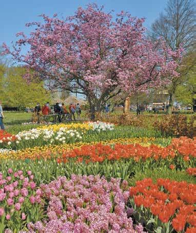 nizozemska in?????? belgija Cvetoča polja Holandije 5 dni Več kot 16.000 ha površine je namenjeno gojenju cvetličnih čebulnic, zato ni težko ugotoviti, zakaj Nizozemcem pravijo cvetličarji Evrope.