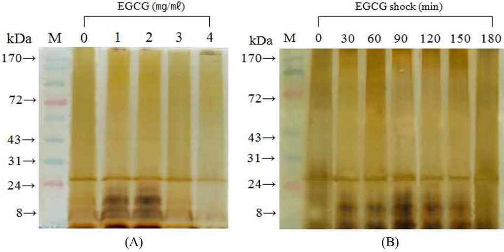 EGCG 에노출된 Aeromonas sp. MH-8 의특성조사 231 Fig. 1. Bactercidal rate of hemolytic Aeromonas sp. MH-8 following exposure to EGCG.