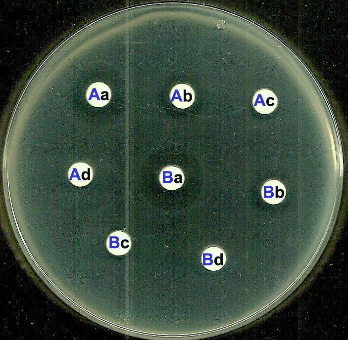항생제다제내성균 Pseudomonas aeruginosa 에대한생육저해물질생산방선균의분리및항균활성 2 Table.