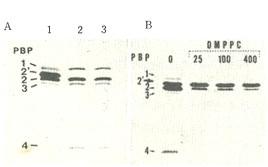 Penicillin binding protein 의분류 PBP 에는 transpeptidase 혹은 carboxypeptidase 활 성이있어서세균세포벽의 peptidoglycan 합성에관여 한다.