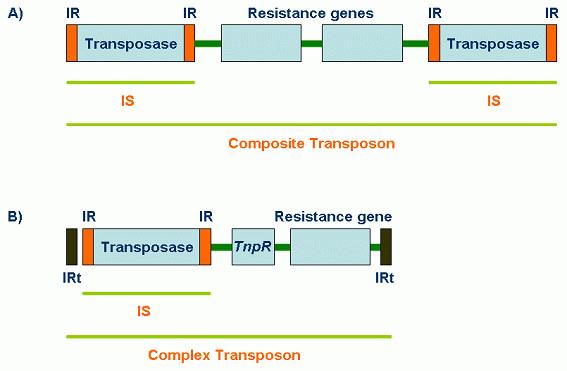 Transposon Transposon 은이동을잘하므로 jumping gene 이라고도한다. 즉, 세균사이뿐아니라세균세포내이동도가능하다. 즉, 한 plasmid 에서다른 plasmid 로, 혹은염색체에서 plasmid 로이동하여내성유전자를함께이동시킨다.
