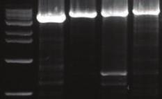 Lambda DNA 를이용한 Pfu DNA Polymerase 의 Long kb PCR test.