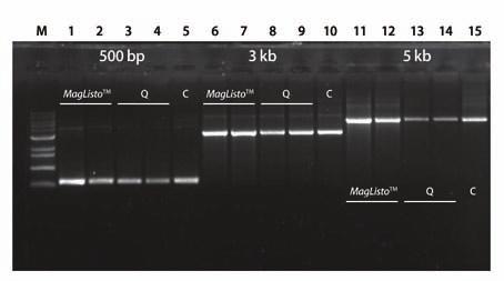 Nanobead 와 MagListo TM Magnetic Separation Rack 을이용하여 TAE, TBE agarose gel 에서원하는 fragment DNA 를추출할수있는제품입니다.