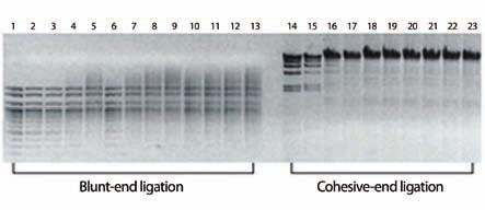 5), 50 mm KCI, 1 mm EDTA, 10 mm 2-mercaptoethanol 본제품은유전자재조합실험에서 DNA 사이의결합에사용됩니다.
