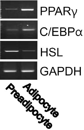 Values are mean±sd. P<.5. 와비교하여보면 adipocyte에서 PPRγ 및 C/EPα 발현증가, HSL 발현감소등지질축적의증거를확인하였다 (Fig. 2).