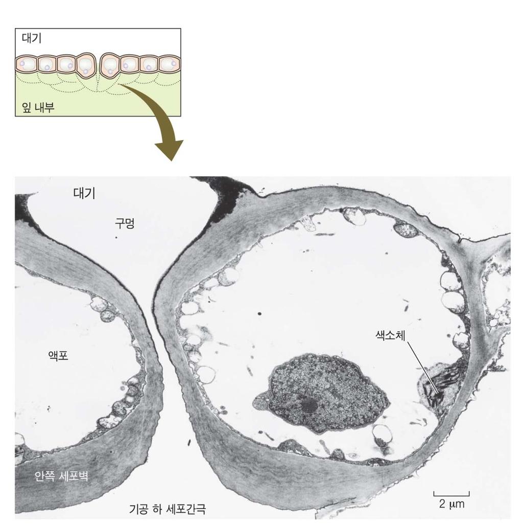 5) 공변세포의세포벽은독특한특징을갖는다 기공복합체 아령모양 콩팥모양 공변세포의팽창 그림 4.