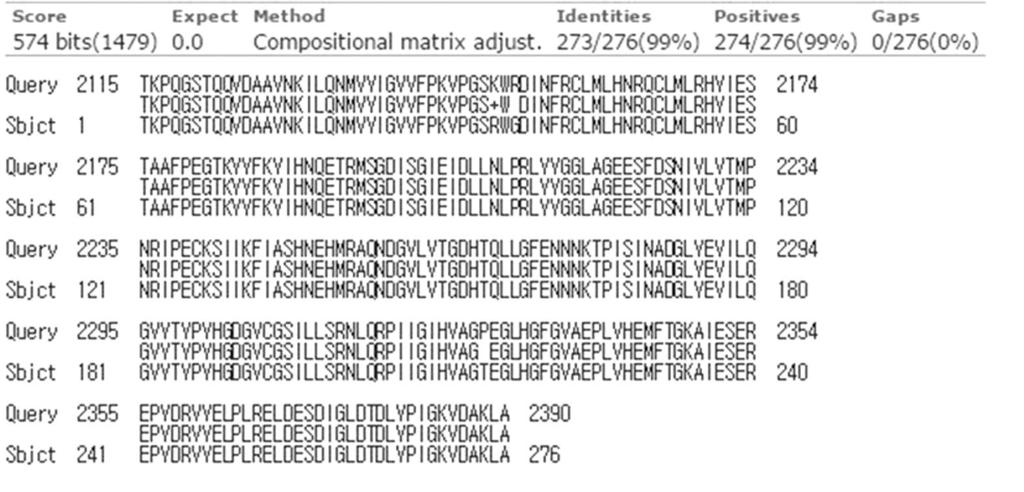 Fig. 9. Amino acid sequence homology between JX878305.1 and pbx DWV RdRP clone. The deduced amino acid sequences based on pbx DWV RdRP (GenBank accession No. KP739937.