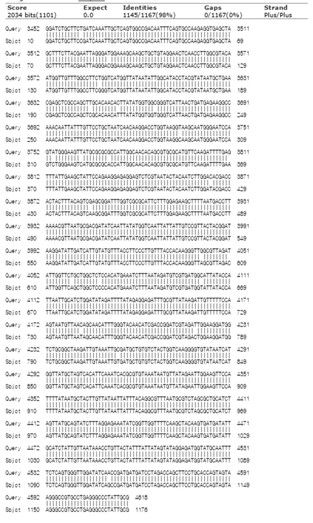 Fig. 4. DNA sequence homology between JX878305.1 and pbx DWV VP1 VP3. JX878305.1 is complete nucleotides of DWV deposited in GenBank.