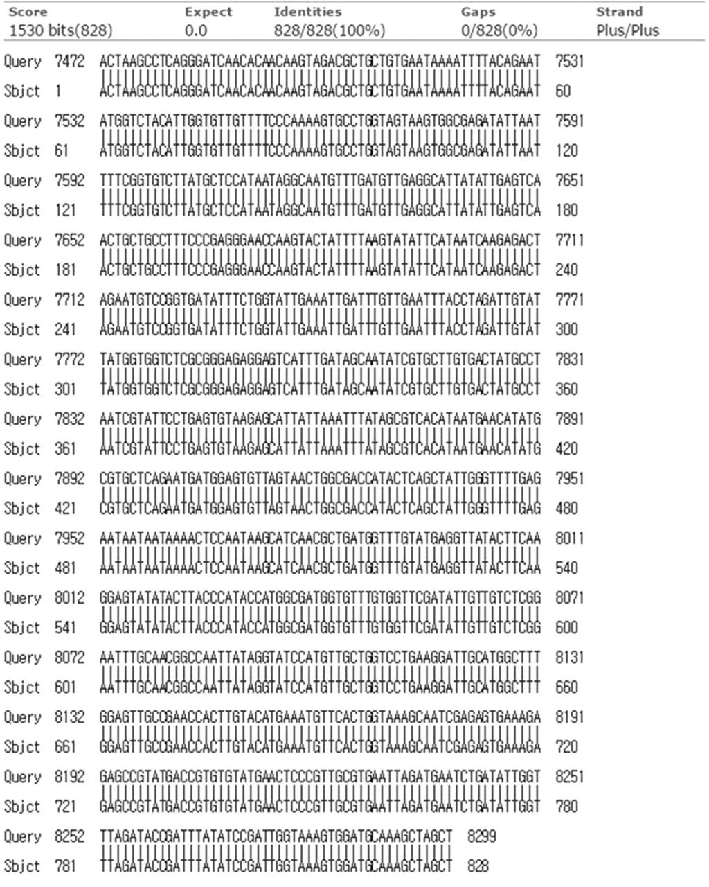 Fig. 6. DNA sequence homology between JX878305.1 and pbx DWV polyc3g. JX878305.1 is complete nucleotides of DWV deposited in GenBank.