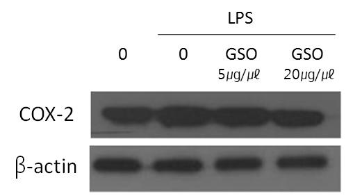 최형욱외 5 인 : 용담화에탄올추출물의항염증효과에관한연구 Fig. 3. Effect of Gentianae sino-ornata extract on protein expression level of COX-2 in RAW264.