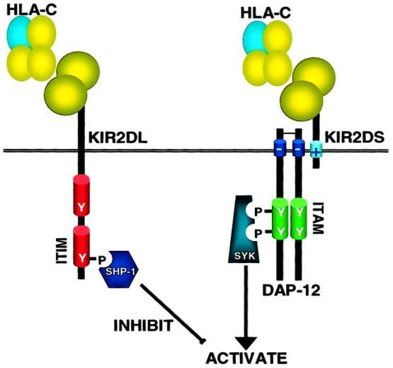 Killer immunoglobulin receptors Inhibitory KIR2DL1 (CD158a) group 2 HLA-C KIR2DL2 (CD158b) group 1 HLA-C KIR2DL3 (CD158b) group 1 HLA-C KIR2DL5 unknown KIR3DL1 HLA-Bw4 KIR3DL2 HLA-A3, -A11 KIR3DL7
