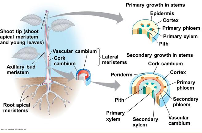 Lateral meristems( 측생분열조직 ): secondary growth 라는목본식물의부피생장 vascular cambium( 관다발형성층 ): secondary xylem(wood) 과 secondary phloem 형성 cork cambium: 표피를주피로대체 (thicker and tougher) 목본식물의경우, primary growth