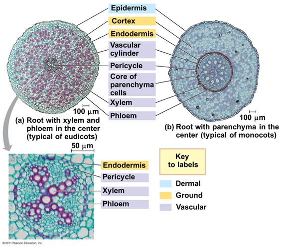 roots produces the epidermis, ground tissue, and vascular tissue In most eudicots, the xylem is starlike in