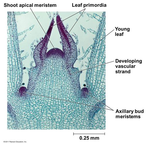 apical meristem is a domeshaped mass of dividing cells at the shoot tip Leaves develop from leaf primordia( 잎원기 )