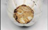 8cm 89 백자과형주자 ( 白瓷瓜形注子 ) 중국송 12세기 뚜껑지름 8.2cm, 저경 6.8cm, 높이 26.