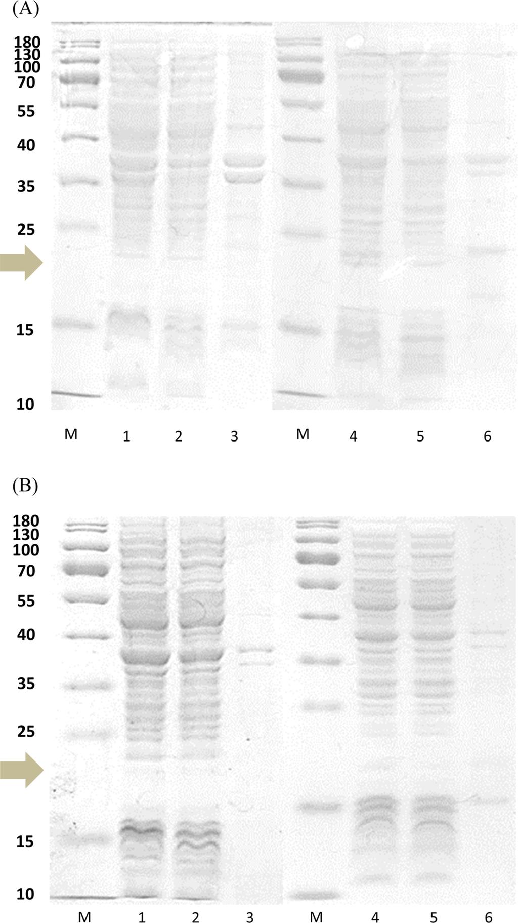 Human Interferon β Production by Recombinant E. coli 19 Table 1.