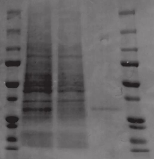주목의신상품 6 빠르고, 쉽게 His-Tagged Protein 을정제하는 HisTALON TM Cartridge SDS-PAGE를통해경쟁사제품과 chromatography 효율을비교하여 HisTALON Cartridge의수율이높게나타나는것은확인하였다 ( 그림 3).